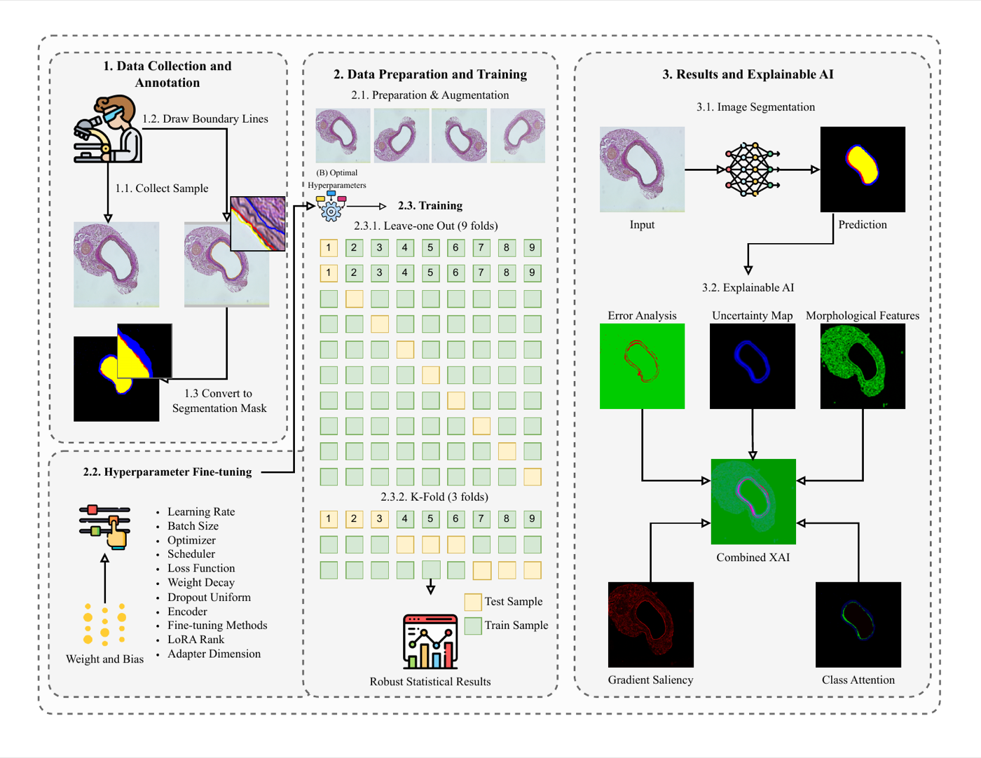 Benchmarking pipeline used to evaluate ten deep-learning segmentation architectures on a limited (n = 9) cardiovascular histology dataset, with ablations on augmentation, resolution, and seed stability and a separate generalisation set under distribution shift.